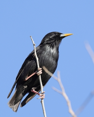Szpak jednobarwny - Sturnus unicolor - Spotless Starling