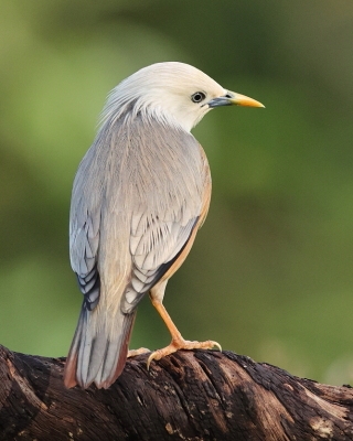 Szpak rdzawobrzuchy - Sturnia blythii - Malabar Starling