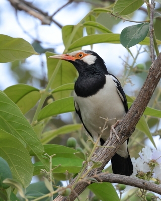 Szpak srokaty - Indian Pied Starling - Gracupica contra