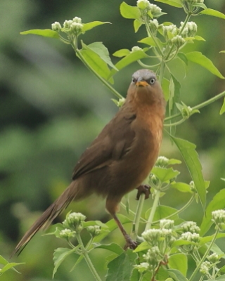Tymal rudogrzbiety - Argya subrufa - Rufous Babbler
