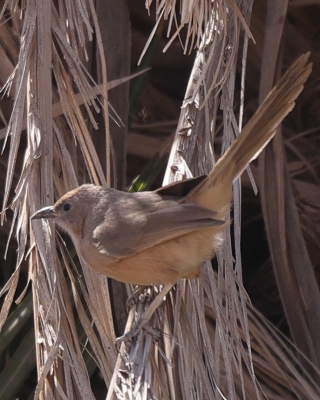 Tymal saharyjski - Argya fulva - Fulvous Chatterer 