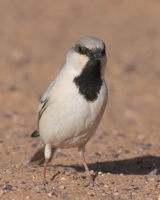 Wróbel pustynny - Passer simplex - Desert Sparrow