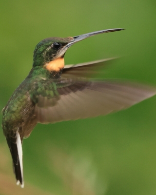 Pustelnik jasnosterny - Threnetes leucurus - Pale-tailed Barbthroat