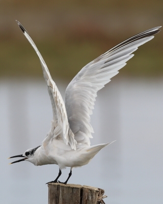 Rybitwa czubata - Sterna sandvicensis - Sandwich Tern