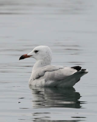 Mewa sródziemnomorska - Ichthyaetus audouinii - Audouin's Gull
