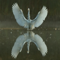 Czapla biała - Ardea alba - Western Great Egret