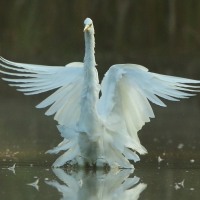 Czapla biała - Ardea alba - Western Great Egret