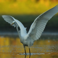 Czapla biała - Ardea alba - Western Great Egret