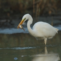 Czapla biała - Ardea alba - Western Great Egret