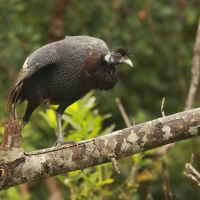 Perlica czubata - Guttera pucherani - Kenya Guineafowl