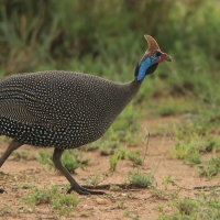 Perlica zwyczajna - Numida meleagris - Helmeted Guineafowl