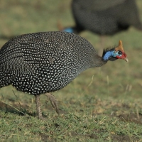 Perlica zwyczajna - Numida meleagris - Helmeted Guineafowl