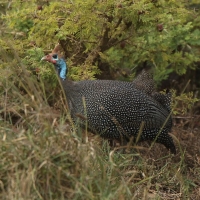 Perlica zwyczajna - Numida meleagris - Helmeted Guineafowl