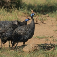 Perlica zwyczajna - Numida meleagris - Helmeted Guineafowl