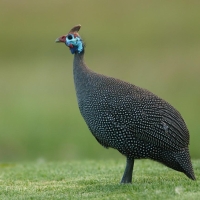 Perlica zwyczajna - Numida meleagris - Helmeted Guineafowl