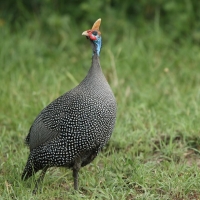 Perlica zwyczajna - Numida meleagris - Helmeted Guineafowl