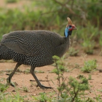 Perlica zwyczajna - Numida meleagris - Helmeted Guineafowl