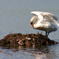 Łabędź niemy - Cygnus olor - Mute Swan