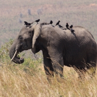 Słoń afrykański - Loxodonta africana -  African savanna elephant 