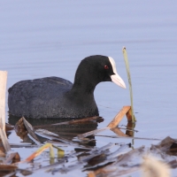 Łyska - Fulica atra - Common Coot
