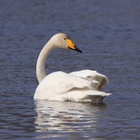 Łabędź krzykliwy - Cygnus cygnus  - Whooper Swan