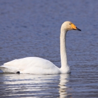 Łabędź krzykliwy - Cygnus cygnus  - Whooper Swan