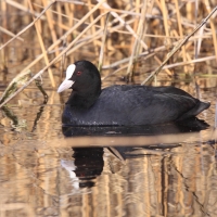 Łyska - Fulica atra - Common Coot