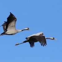 Żuraw - Grus grus - Common Crane