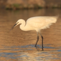 Czapla nadobna - Egretta garzetta - Little Egret