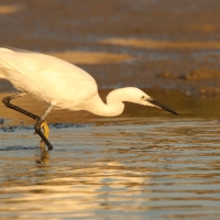Czapla nadobna - Egretta garzetta - Little Egret