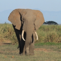 Słoń afrykański - Loxodonta africana -  African savanna elephant ki