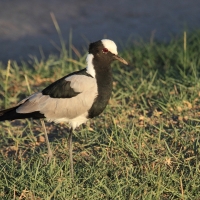 Czajka srokata - Vanellus armatus - Blacksmith Lapwing