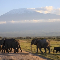 Słoń afrykański - Loxodonta africana -  African savanna elephant 