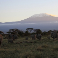 Słoń afrykański - Loxodonta africana -  African savanna elephant 