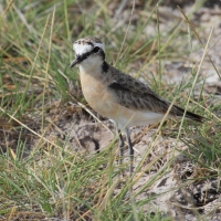 Sieweczka piaskowa - Charadrius pecuarius - Kittlitz's Plover