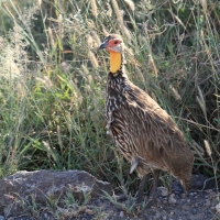 Szponiastonóg żółtogardły - Pternistis leucoscepus - Yellow-necked Spurfowl