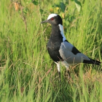 Czajka srokata - Vanellus armatus - Blacksmith Lapwing