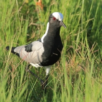 Czajka srokata - Vanellus armatus - Blacksmith Lapwing