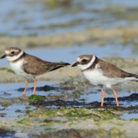 Sieweczka obrożna - Charadrius hiaticula - Common Ringed Plover