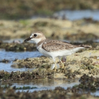 Sieweczka pustynna - Charadrius leschenaultii - Greater Sand Plovers