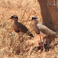 Czajka koroniasta - Vanellus coronatus - Crowned Lapwing