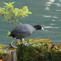 Łyska - Fulica atra - Common Coot