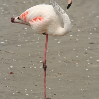 Flaming różowy - Phoenicopterus roseus - Greater Flamingo