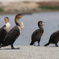 Kormoran przylądkowy - Phalacrocorax capensis - Cape Cormorant