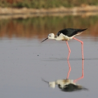 Szczudłak zwyczajny - Himantopus himantopus - Black-winged Stilt