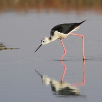 Szczudłak zwyczajny - Himantopus himantopus - Black-winged Stilt