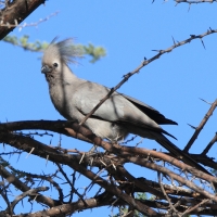 Hałaśnik szary - Corythaixoides concolor - Grey Go-away-bird