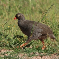 Szponiastonóg krasnodzioby - Pternistis adspersus - Red-billed Francolin