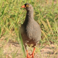 Szponiastonóg krasnodzioby - Pternistis adspersus - Red-billed Francolin