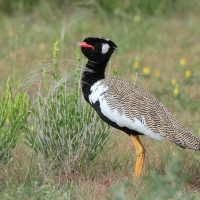 Dropik jasnoskrzydły - Afrotis afraoides - White-quilled Bustard